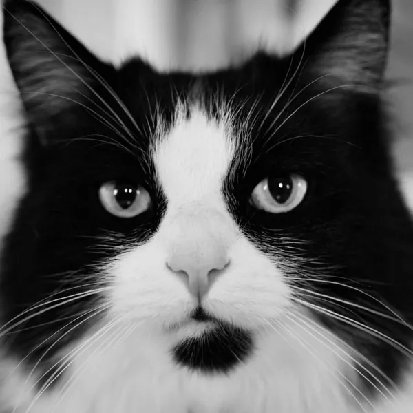 Brisket the cat - Chief Blocking Officer