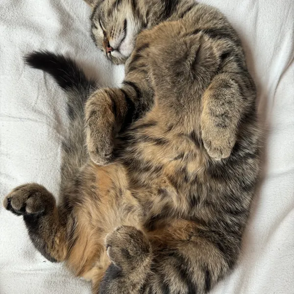 Cruise the cat - AutoFix Supervisor
