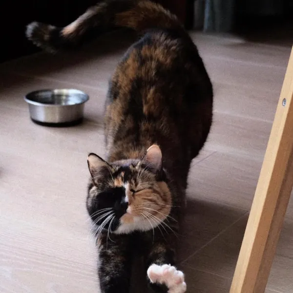 Momo the cat - Vulnerability Discoverer