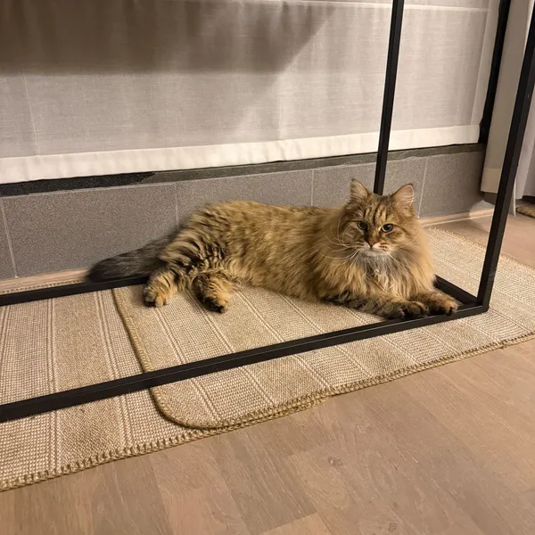 Oda the cat - Privilege Escalation Expert