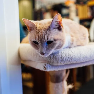 Chief Napping Officer