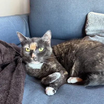Compensating Purrs Expert