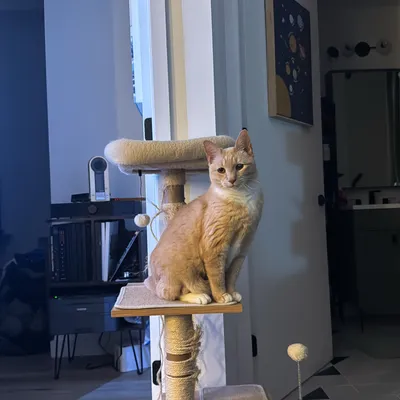Lap Deployment Manager