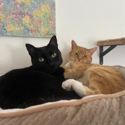 Pair Programming Partner